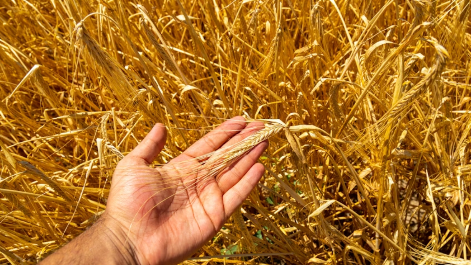 Origen productor Valentino